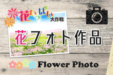 トヨタカローラ山形「蒔いタネ！咲いタネ！花いっぱい大作戦」開催。