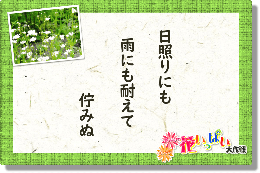 花いっぱい大作戦」川柳一覧 | トヨタカローラ山形株式会社
