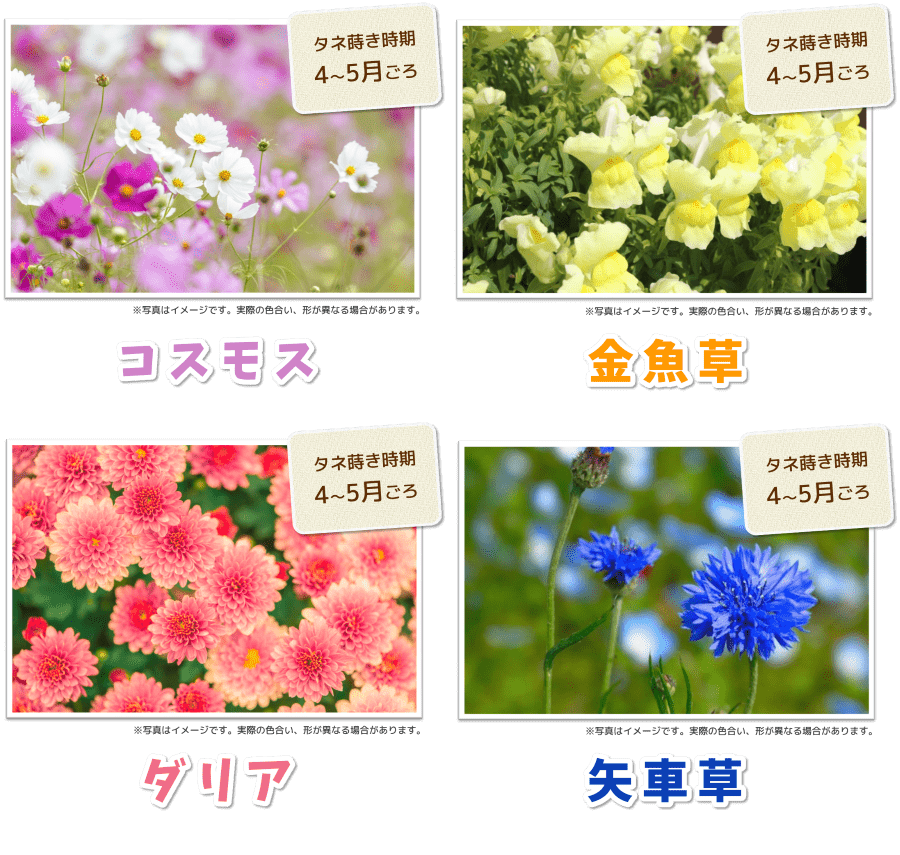 蒔いタネ、咲いタネ、花いっぱい大作戦 | トヨタカローラ山形株式会社