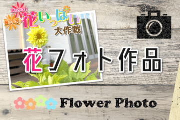 トヨタカローラ山形「蒔いタネ！咲いタネ！花いっぱい大作戦」開催中。