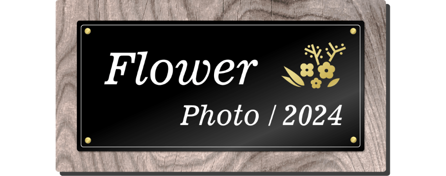 花ページ カード検索 ｜ Z/X - Zillions of enemy X - ゼクス公式サイト