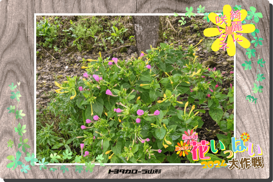 花いっぱい大作戦2024」応募一覧 | トヨタカローラ山形株式会社