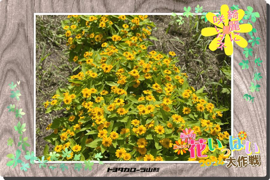 花いっぱい大作戦2024」応募一覧 | トヨタカローラ山形株式会社