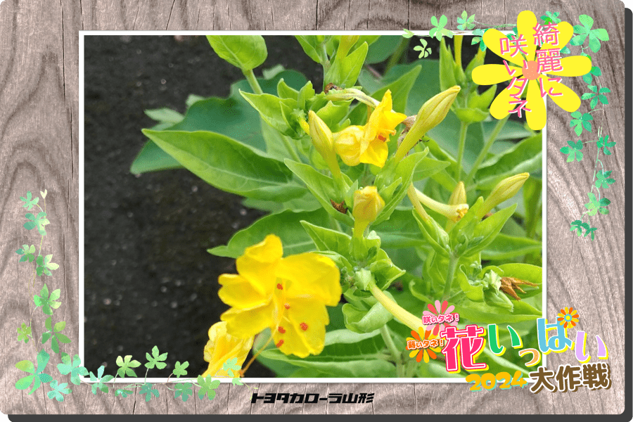 花いっぱい大作戦2024」応募一覧 | トヨタカローラ山形株式会社