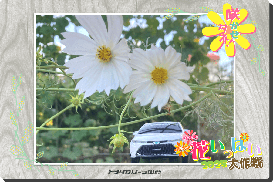 花いっぱい大作戦2025」応募一覧 | トヨタカローラ山形株式会社