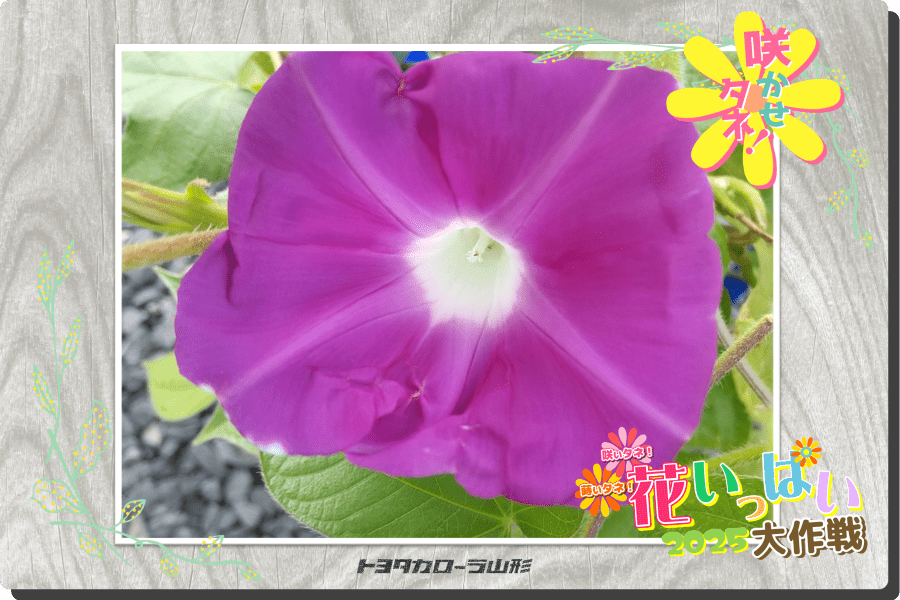 花いっぱい大作戦2025」応募一覧 | トヨタカローラ山形株式会社
