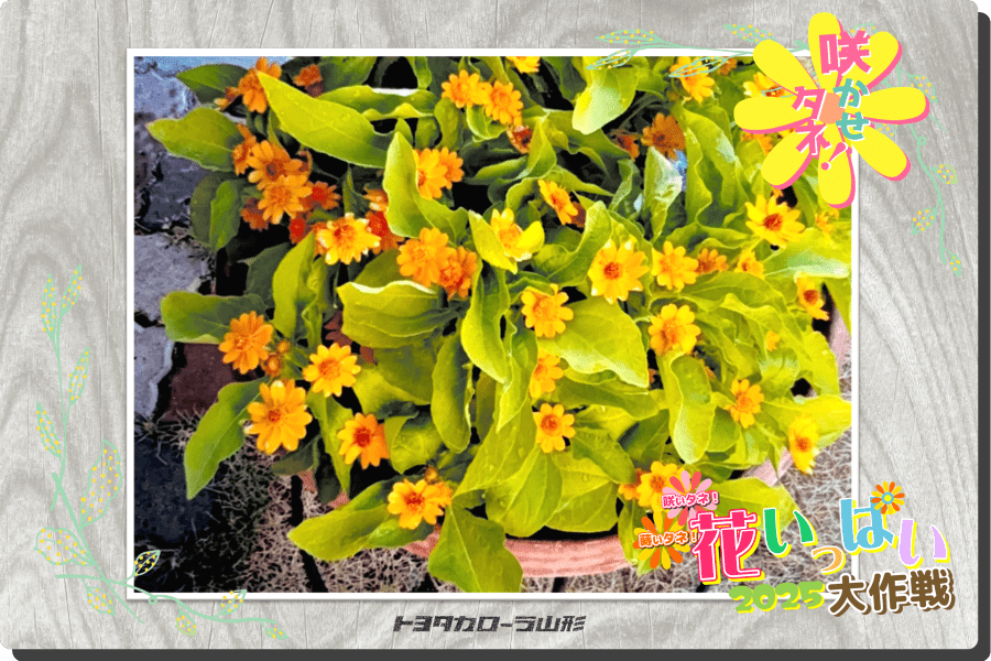 花いっぱい大作戦2025」応募一覧 | トヨタカローラ山形株式会社