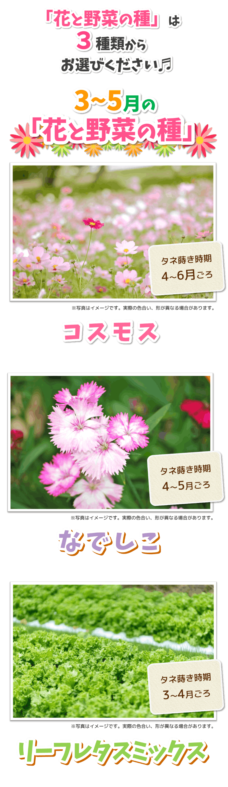 ※花 ページです！ 2026「蒔いタネ！咲いタネ！花いっぱい大作戦」 | トヨタカローラ山形