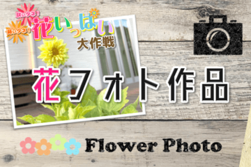 トヨタカローラ山形「蒔いタネ！咲いタネ！花いっぱい大作戦」開催中。